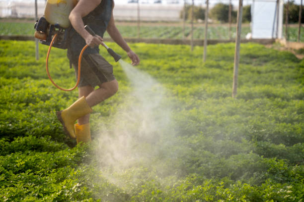 Best Ant Control Services  in Natalia, TX