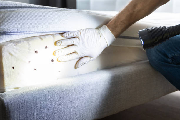 Best Bed Bug Extermination  in Natalia, TX