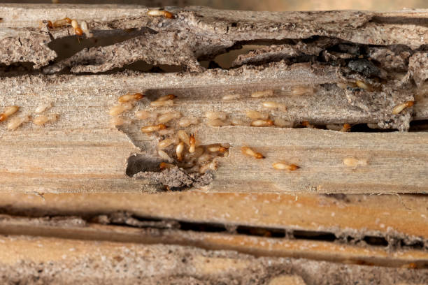 Best Pest Prevention Services  in Natalia, TX