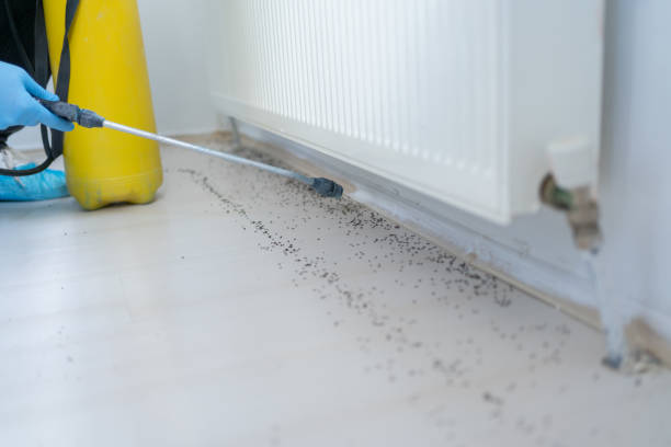 Best Termite Control Services  in Natalia, TX